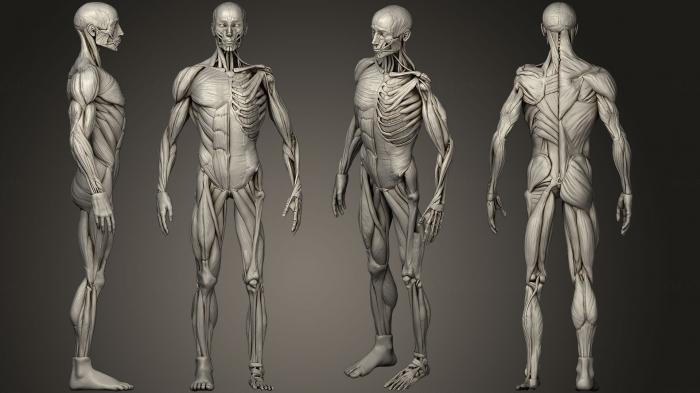 Anatomy of skeletons and skulls (ANTM_0408) 3D model for CNC machine